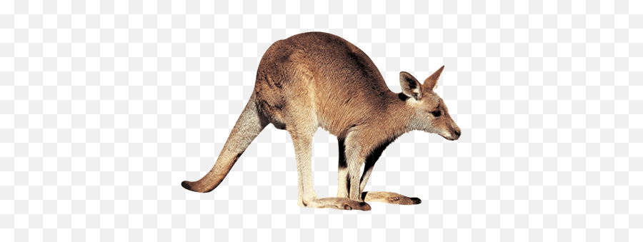Kangaroo Right Transparent Png - Kangaroo With Transparent Background Emoji,Kangaroo Emoji