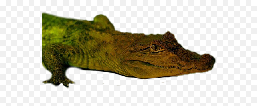 Alligator Monstax Monstaxalligator - American Crocodile Emoji,Alligator Emoji