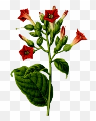 Tobacco Plant - Tobacco Plant Clipart Png Emoji,Weed Plant Emoji
