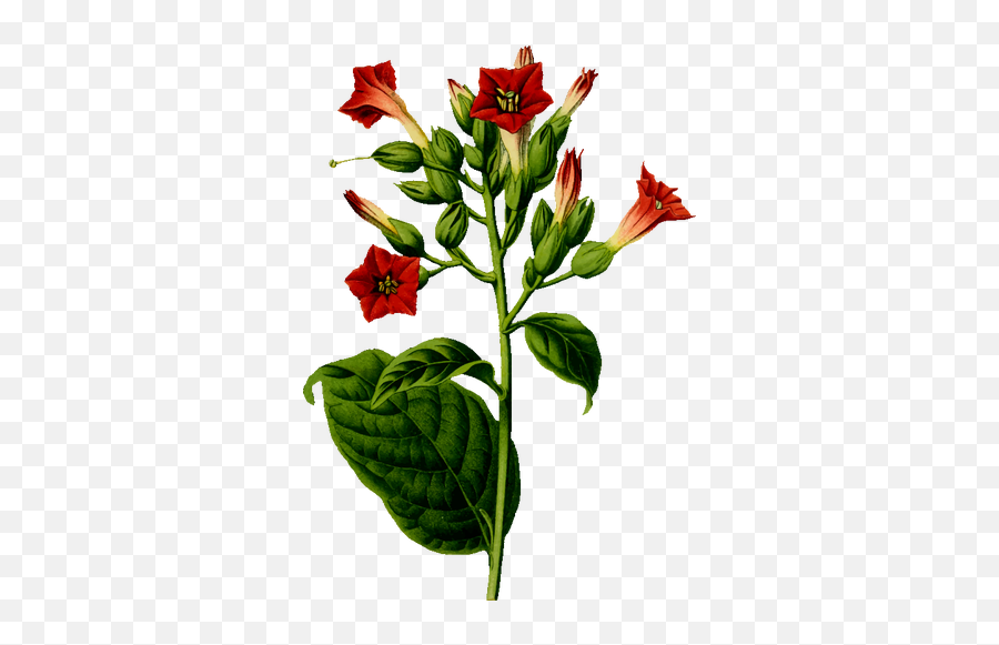 Tobacco Plant - Tobacco Plant Clipart Png Emoji,Weed Plant Emoji