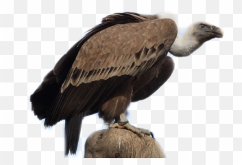 Bird Vulture - Spanish Vulture Emoji,Vulture Emoji