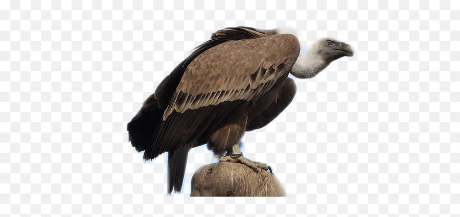Bird Vulture - Spanish Vulture Emoji,Vulture Emoji