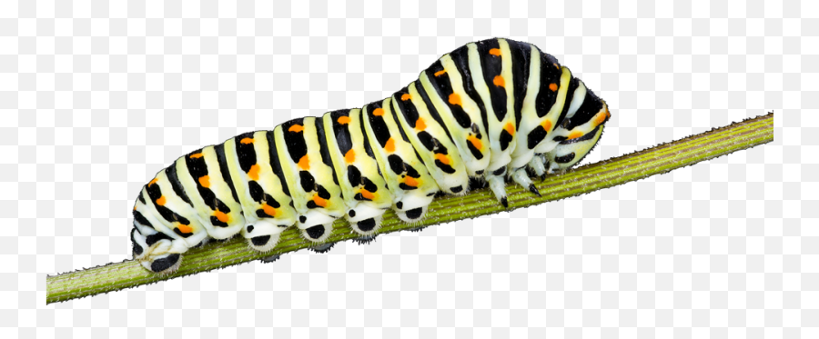 Caterpillar Insects Png Images Free Down - Caterpillar Png Emoji,Caterpillar Emoji