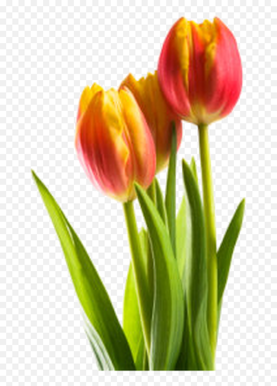 Tulip - Out Of High Season 10 Stem Bunch Flower Names Emoji,Tulip Emoji