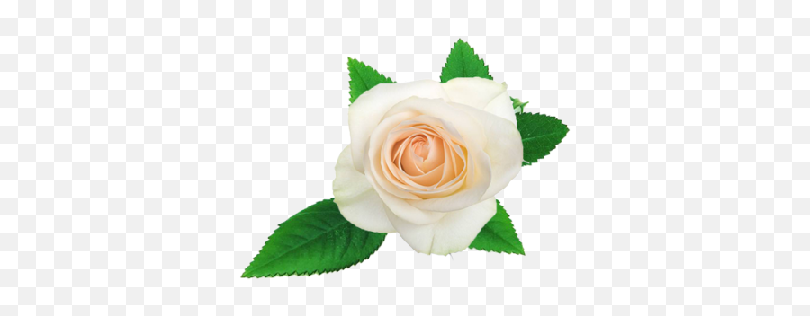White Rose Clipart Free Clip Art Stock - Floribunda Emoji,Dying Rose Emoji