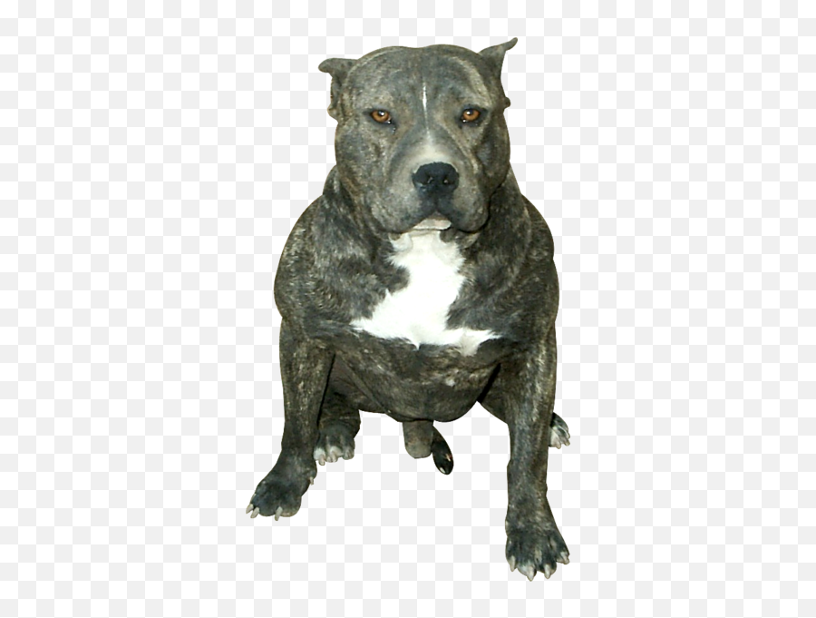 Pitbull Psd Official Psds - Old English Terrier Emoji,Pitbull Emoji