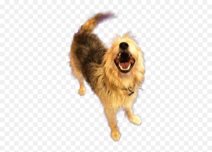 Laughing Dog Png Png Image - Companion Dog Emoji,Laughing Dog Emoji