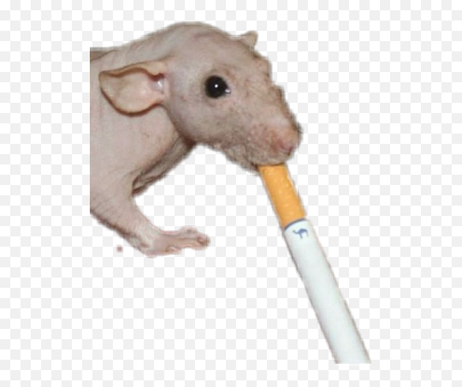 Cigarette Mouse Rat Smoking Grunge Sticker By Hehim - Rat Emoji,Emoji Cancer Meme