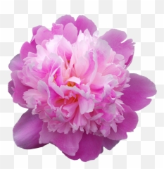 1 Free Peonies Peony Images - Peonia Png Emoji