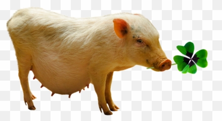 Emotions Luck Pig Four Leaf - Winia Png Emoji,Four Leaf Clover Emoji