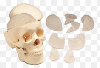 Bc All Page 30 - Skull Emoji,Turtle Skull Emoji