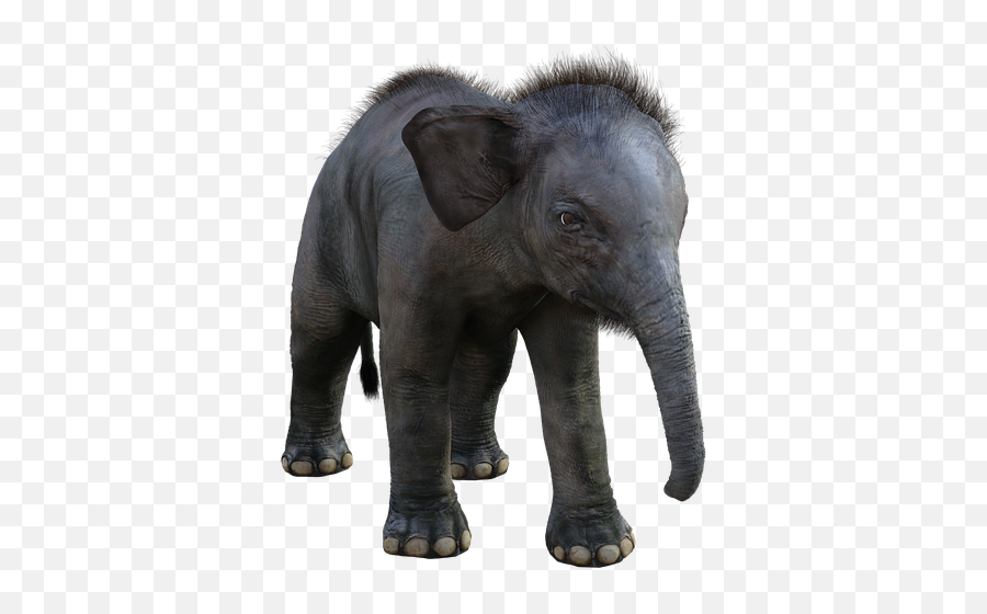 Elephant Small 3d - Indian Elephant Emoji,Double Syringe Emoji