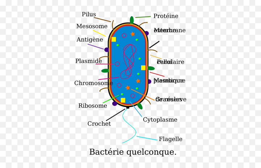 Bacteria - Bacteria Cell Diagram Labeled Emoji,Jail Cell Emoji