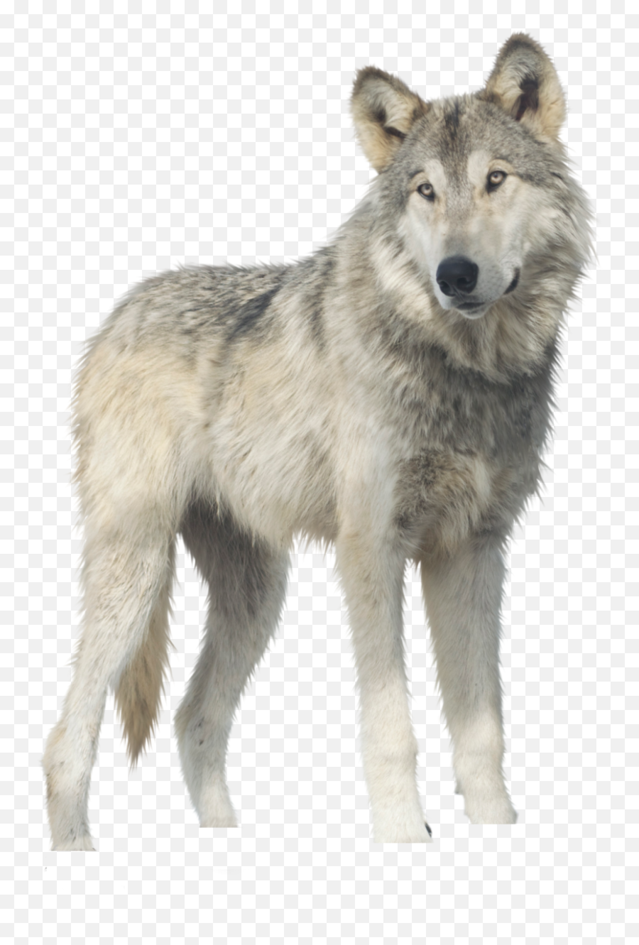 Download Free Png Wolf Png Picture Web Icons Png - Dlpngcom Grey Wolf Png Emoji,Emoji Wolf