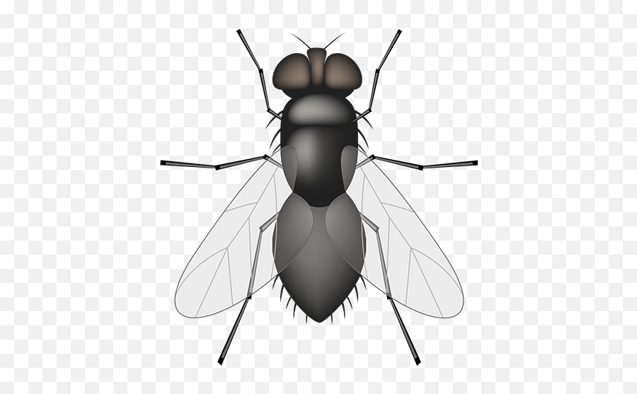 Safule Lociwi By Yan Xiao - Insects And Bugs Emoji,Dragonfly Emoji