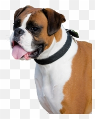 Boxer Puppy Clipart On Transparent - Dog Png Images Hd Emoji,Boxer Dog Emoji