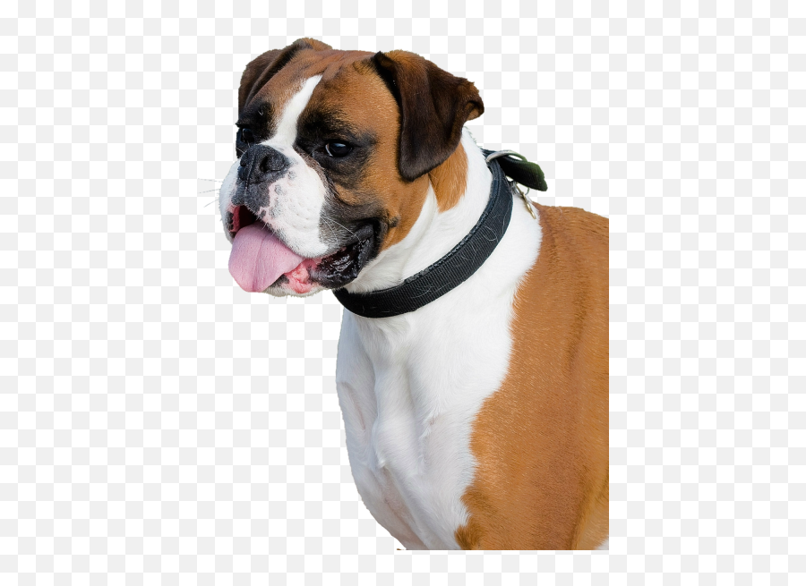 Boxer Puppy Clipart On Transparent - Dog Png Images Hd Emoji,Boxer Dog Emoji