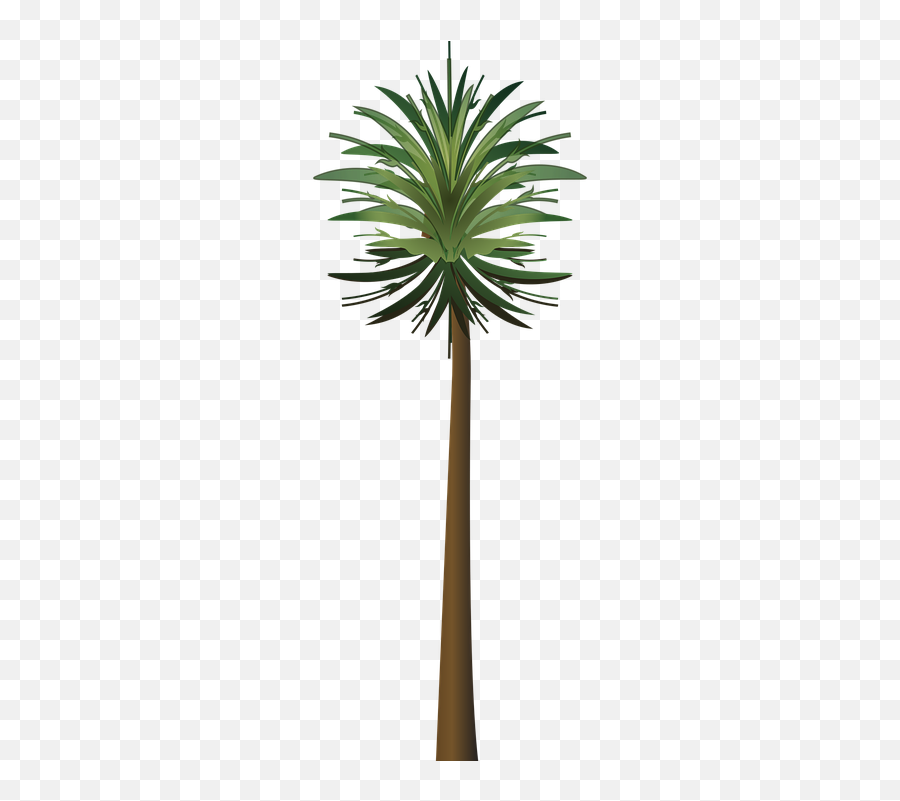 Palm Tree Wood Paper - Canary Palm Tree Png Emoji,Palm Tree Book Emoji