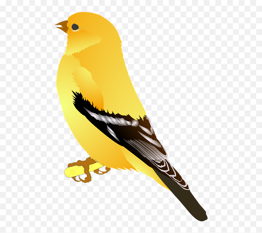 Clipart Bird Goldfinch Transparent - Goldfinch Clipart Emoji,Finch Emoji