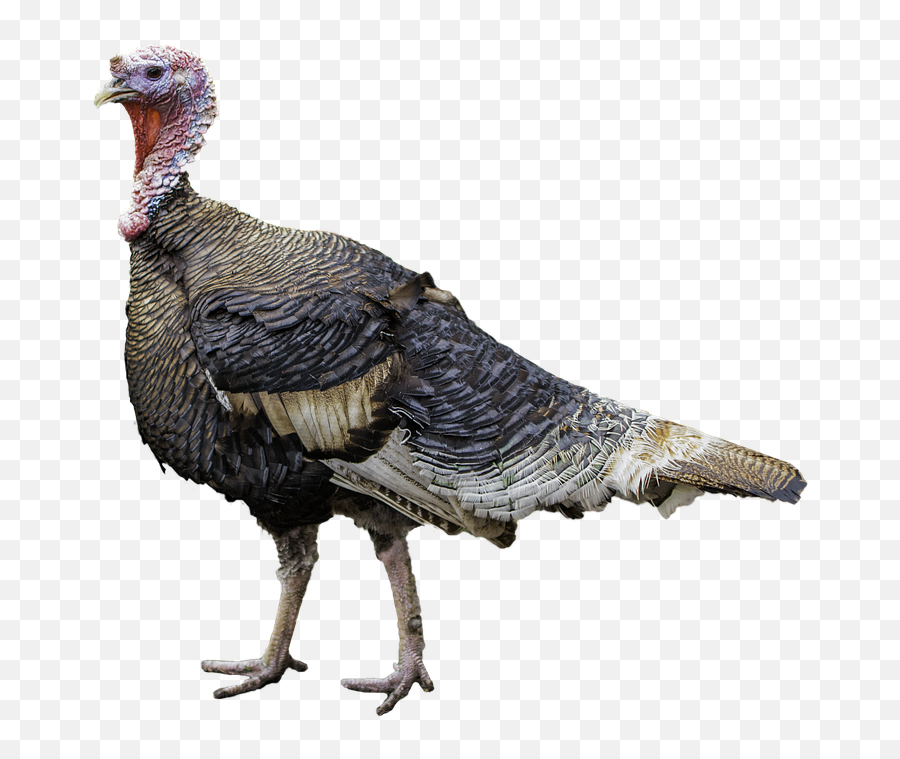 Turkey Cut Rip - Turkey With Clear Background Emoji,Funny Thanksgiving Emoji