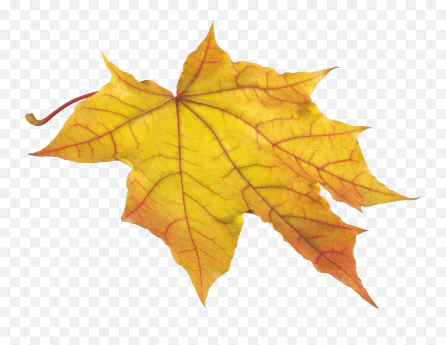 Free Photo Autumn Leaf - Autumn Brown Dead Free Yellow Leaf Png Emoji,Fall Leaves Emoji