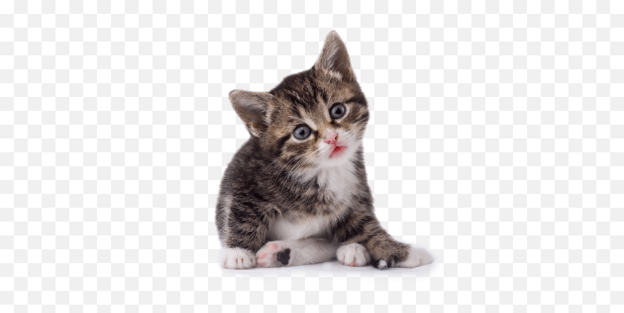 Cat Png And Vectors For Free Download - Dlpngcom Small Cat Png Emoji,Shocked Cat Emoji