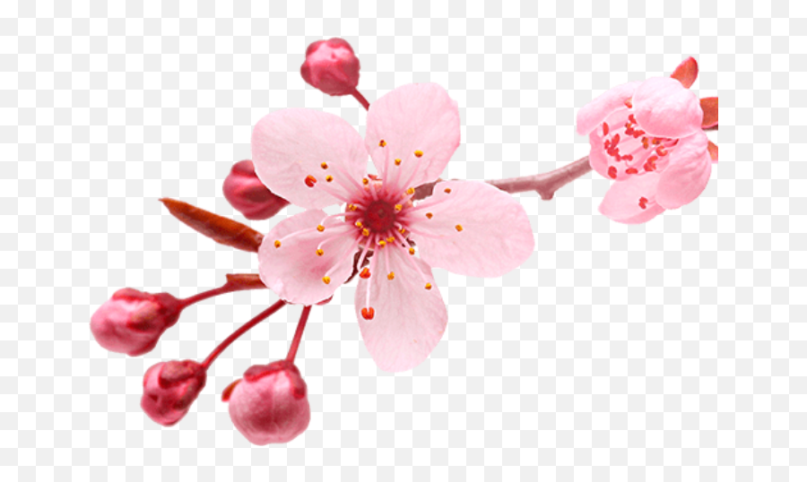 Cherryblossompinkrosamaryly Sticker - Sufficient Is Allah As A Helper Emoji,Cherry Blossom Emoji