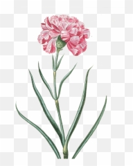 Flower Pink Transparent Vintage Pink - Carnation Botanical Illustration Emoji,Sakura Blossom Emoji