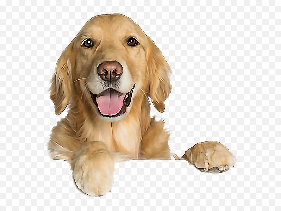 Dog Goldenretriever Funny Leaning Cute - Cães Png Emoji,Golden Retriever Emoji