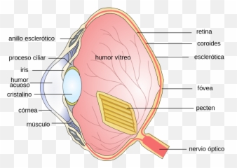 Birdeye Es - Funciones Partes Del Ojo Emoji
