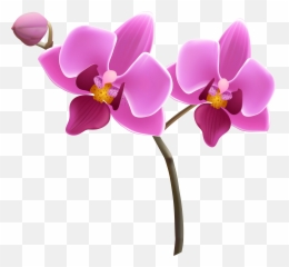 Free Pink Orchid Cliparts Download - Transparent Background Orchid Clipart Emoji,Orchid Emoji