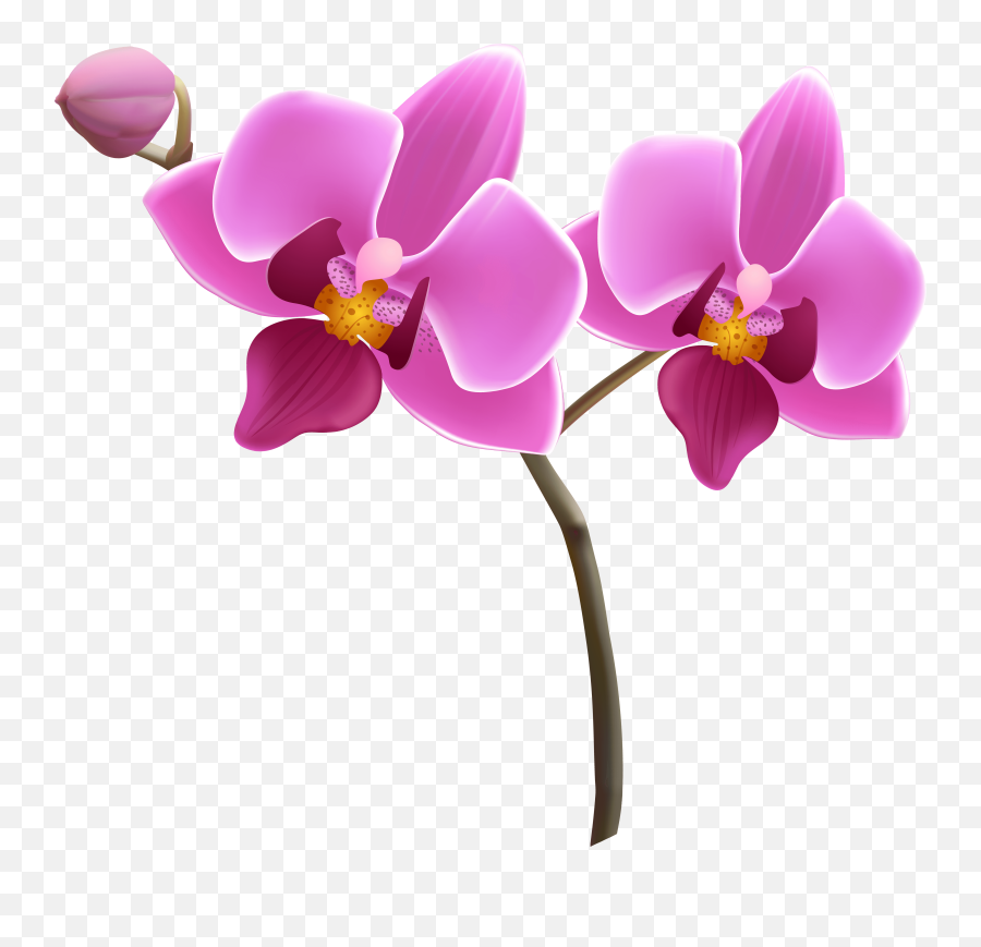 Free Pink Orchid Cliparts Download - Transparent Background Orchid Clipart Emoji,Orchid Emoji