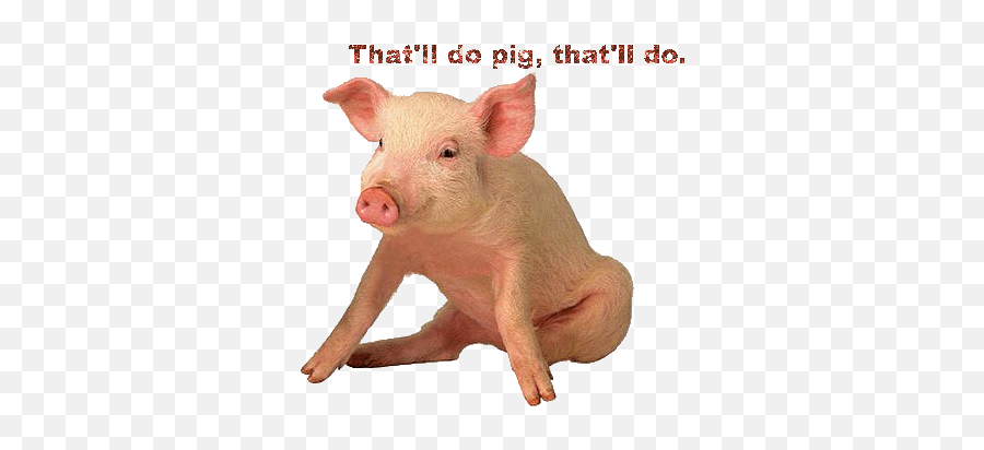Top Pig Schwein Stickers For Android Ios - Gifs Animados De Cerdos Emoji,Pigs Emoticons