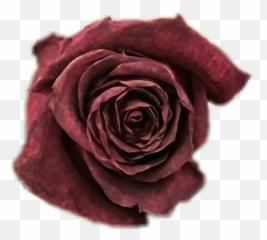 Dead Rose Png Picture - Garden Roses Emoji,Dead Flower Emoji