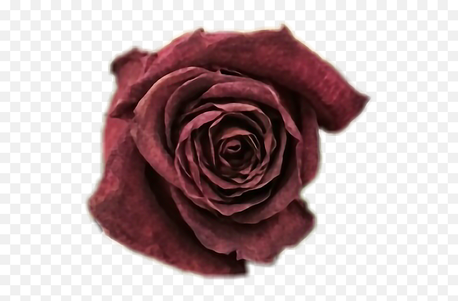 Dead Rose Png Picture - Garden Roses Emoji,Dead Flower Emoji