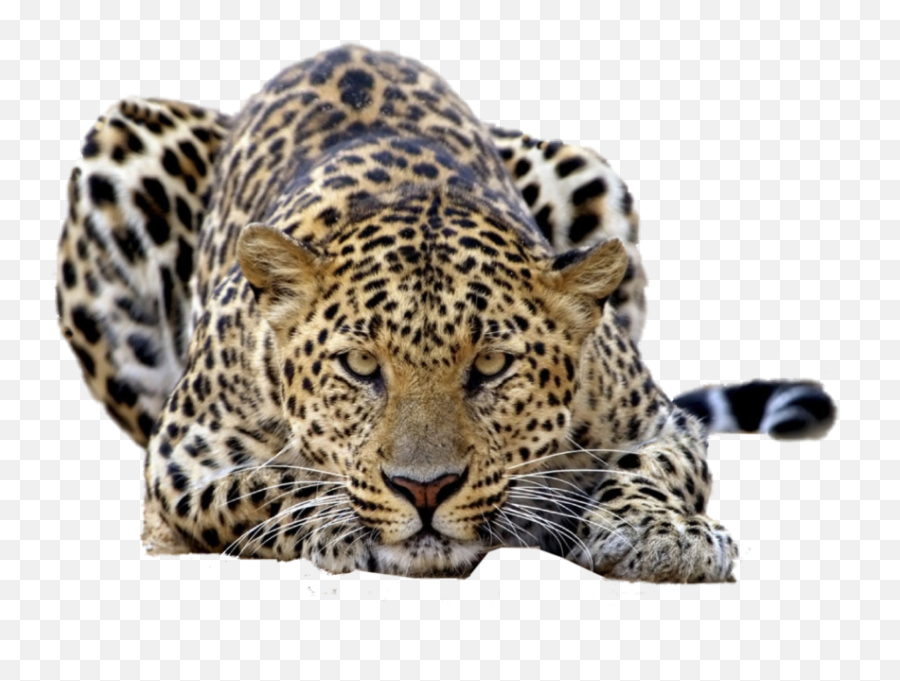 Leopard Psd Official Psds Emoji,Leopard Emoji