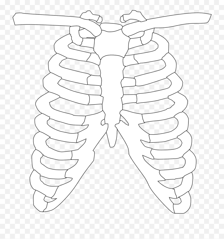 Rib Cage Ribs Bones Human Anatomy - Clipart Of X Ray Emoji,Jail Cell Emoji