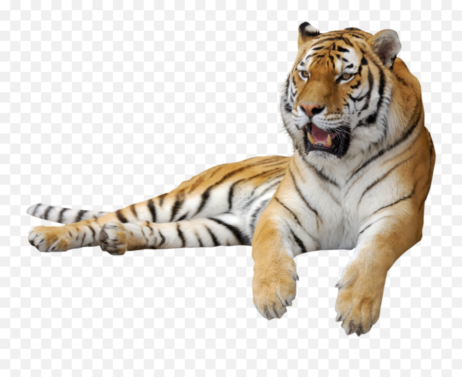 Beautiful Orange White Tiger Black Wild - Transparent Tiger Png Emoji,White Tiger Emoji