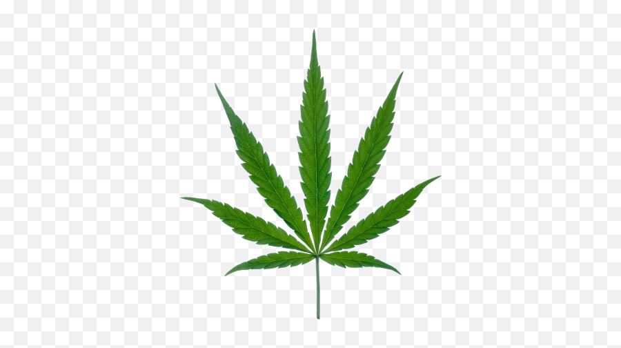 Marijuana Png And Vectors For Free - Weed Plant Emoji,Smoking Pot Emoji