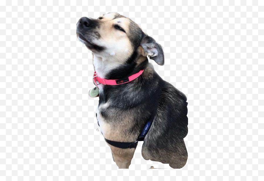 Dog Freetoedit - Sticker By Katherine Companion Dog Emoji,Leash Emoji