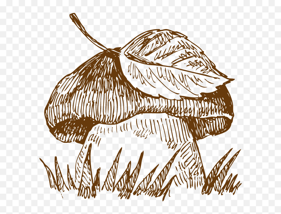 Drawing Shrooms Transparent U0026 Png Clipart Free Download - Ywd Mushrooms Drawing Emoji,Mushroom Man Emoji