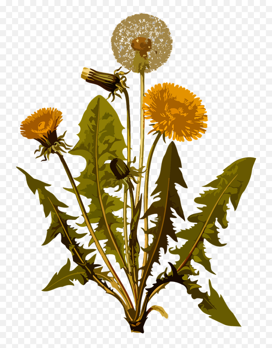 Dandelion Herbal Medicinal Medicine - Old Drawings Of Plants Emoji,Weed Plant Emoji