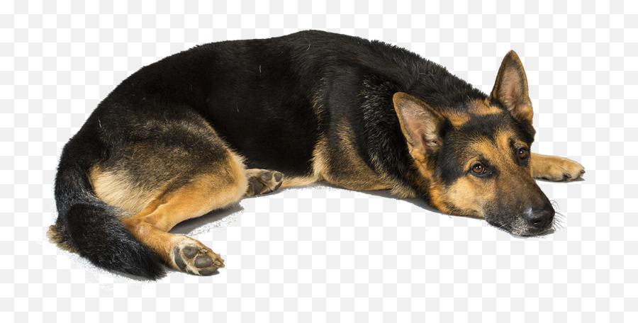 German Shepherd Png - German Shepherd Transparent Png Emoji,Emoji Laying Down