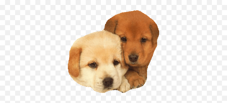 Dog Love Sticker - Dog Family Cute Dog Emoji,Dog Emojis For Android
