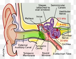 volley principle - Cprc Tympanic Membrane Emoji