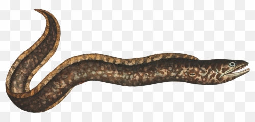 Popular And Trending Eel Stickers - Boa Constrictor Emoji