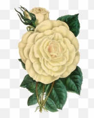 Rose Flower Flowers White Green - Vintage White Flowers Png Emoji,Sakura Blossom Emoji