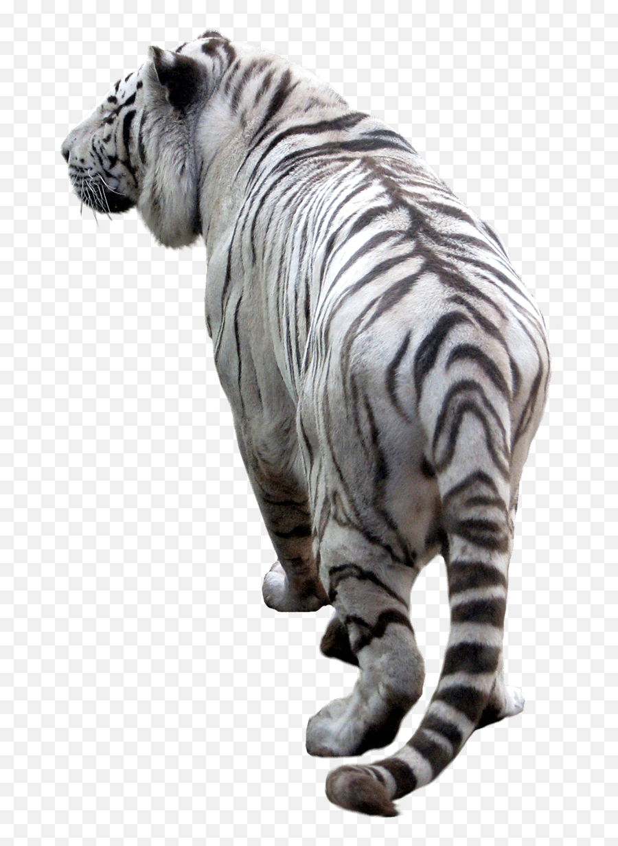 Png Image Download Tigers Hq Png Image - White Tiger Clear Background Emoji,Tiger And Golf Hole Emoji