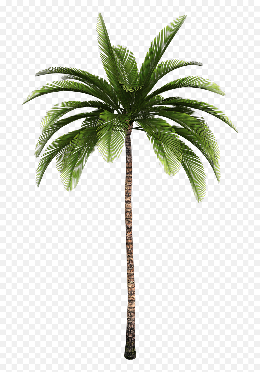 Isolated Tree Tree Palm Tribe Aesthetic - Palm Tree Emoji,Palm Tree Emoticon