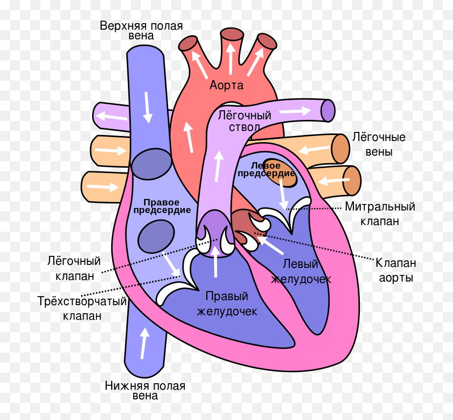 Heart Ru - Main Parts Of A Heart Emoji,Heart Made From Emojis